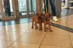 Welpen_M_10_1-scaled