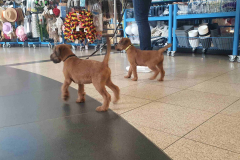 Welpen_M_10_3-scaled