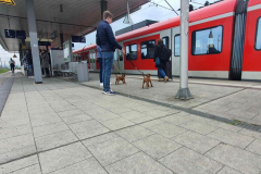 Welpen_M_10_4-scaled