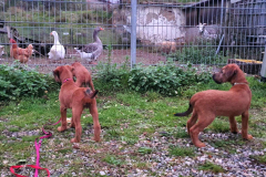 Welpen_N_10_3-scaled