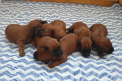 Welpen_O_1_4-scaled Welpen_O_1_4-scaled