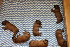 Welpen_O_1_5-scaled Welpen_O_1_5-scaled