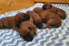 Welpen_O_1_6-scaled Welpen_O_1_6-scaled