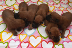 Welpen_O_2_2 Welpen_O_2_2