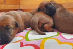 Welpen_O_2_3 Welpen_O_2_3