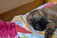 Welpen_O_2_4-scaled Welpen_O_2_4-scaled