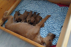 Welpen_O_2_5 Welpen_O_2_5