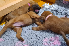 Welpen_O_3_2-scaled Welpen_O_3_2-scaled