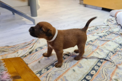 Welpen_O_3_3-scaled Welpen_O_3_3-scaled