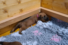 Welpen_O_3_4-scaled Welpen_O_3_4-scaled