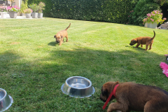 Welpen_O_4_1-scaled Welpen_O_4_1-scaled