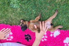 Welpen_O_4_2-scaled Welpen_O_4_2-scaled