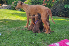 Welpen_O_4_3-scaled Welpen_O_4_3-scaled