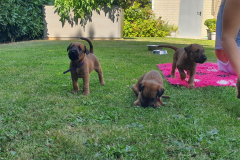 Welpen_O_4_4-scaled Welpen_O_4_4-scaled