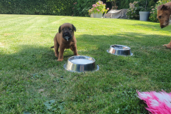 Welpen_O_4_5-scaled Welpen_O_4_5-scaled