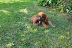 Welpen_O_4_6-scaled Welpen_O_4_6-scaled