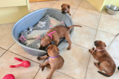 Welpen_O_5_2-scaled Welpen_O_5_2-scaled