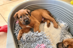 Welpen_O_5_3-scaled Welpen_O_5_3-scaled