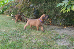 Welpen_O_5_4-scaled Welpen_O_5_4-scaled