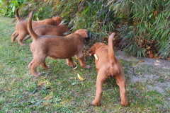 Welpen_O_5_5-scaled Welpen_O_5_5-scaled