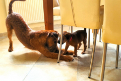 Welpen_O_6_2-scaled Welpen_O_6_2-scaled