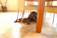 Welpen_O_6_3-scaled Welpen_O_6_3-scaled