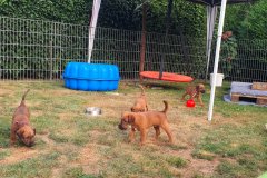 Welpen_O_6_4-scaled Welpen_O_6_4-scaled