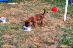 Welpen_O_6_5-scaled Welpen_O_6_5-scaled