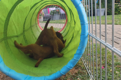 Welpen_O_6_6-scaled Welpen_O_6_6-scaled