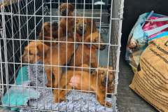 Welpen_O_7_1-scaled Welpen_O_7_1-scaled