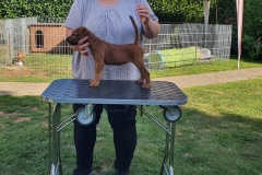 Welpen_O_7_2-scaled Welpen_O_7_2-scaled