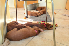 Welpen_O_7_3-scaled Welpen_O_7_3-scaled