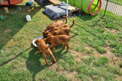 Welpen_O_7_6-scaled Welpen_O_7_6-scaled