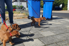 Welpen_O_8_2-scaled Welpen_O_8_2-scaled