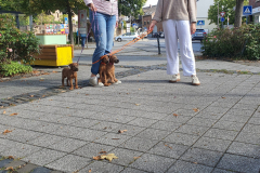 Welpen_O_8_3-scaled Welpen_O_8_3-scaled