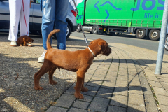 Welpen_O_8_5-scaled Welpen_O_8_5-scaled