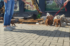 Welpen_O_8_6-scaled Welpen_O_8_6-scaled