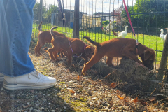 Welpen_O_9_2-scaled Welpen_O_9_2-scaled