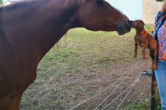 Welpen_O_9_3-scaled Welpen_O_9_3-scaled