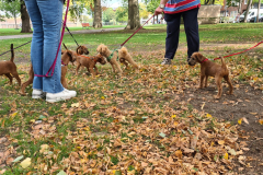 Welpen_O_9_4-scaled Welpen_O_9_4-scaled